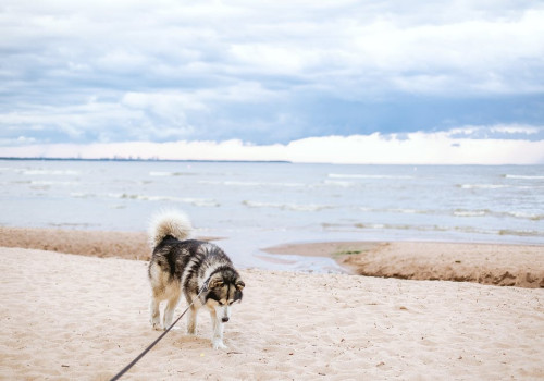 Op vakantie naar strandhuisjes in Ouddorp?