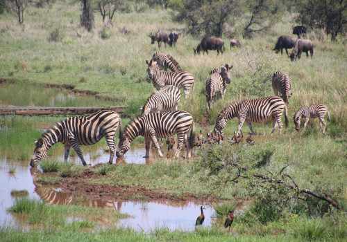 Het onontdekte gezicht van Zanzibar: Een avontuurlijke safari in de wildernis
